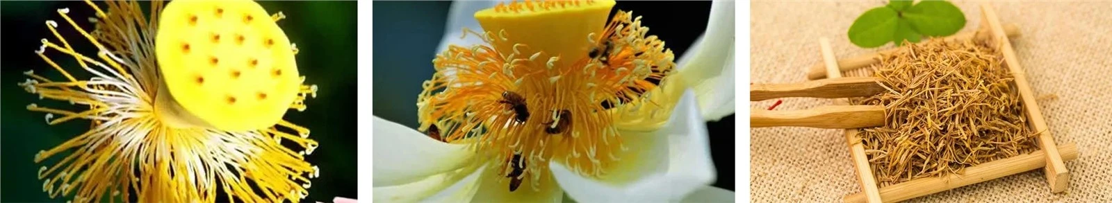 Lotus-Stamen