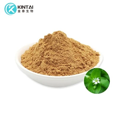 Serbuk Ekstrak Chickweed