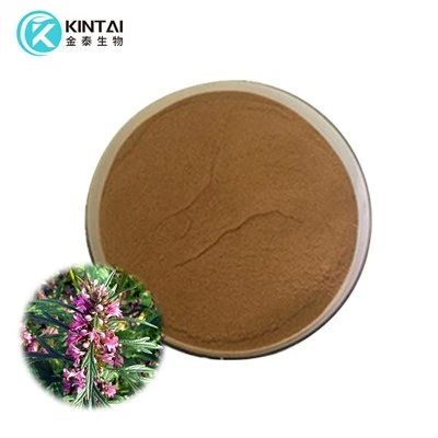 Serbuk Ekstrak Motherwort