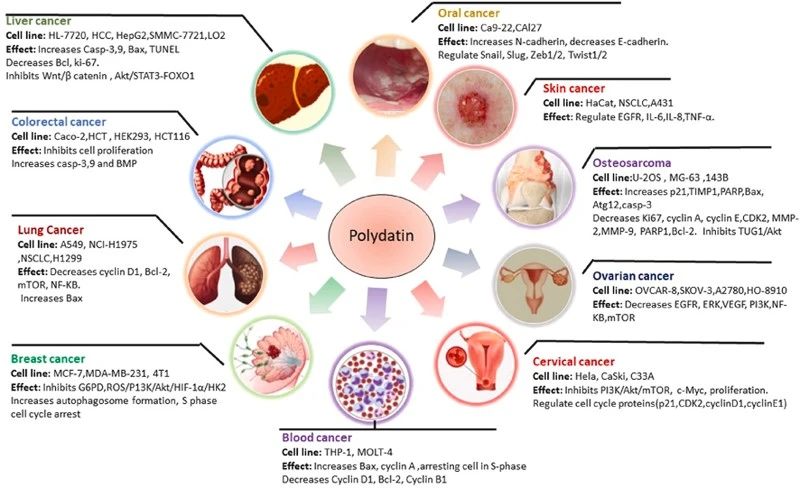 polydatin cancer polydatin cancer